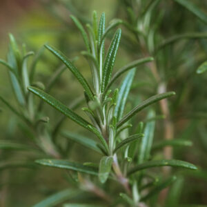 Aromatic Notes: Bold, Herbaceous, and Timeless Fragrances